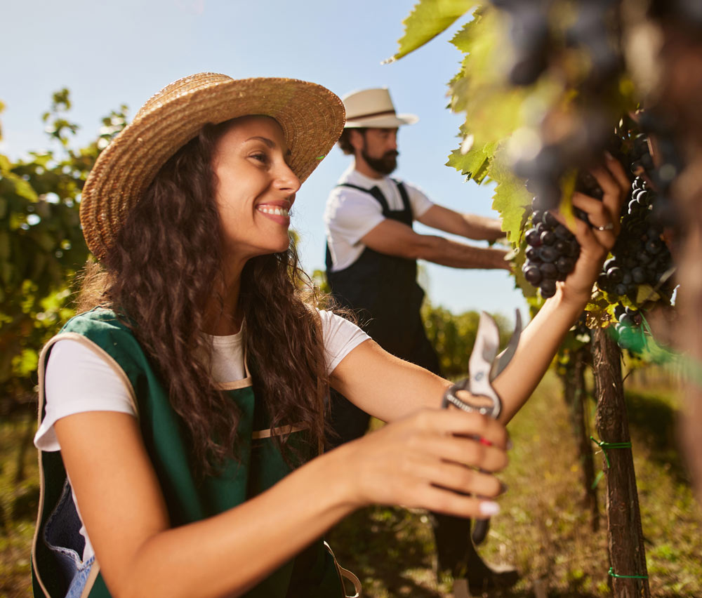 working_vineyard